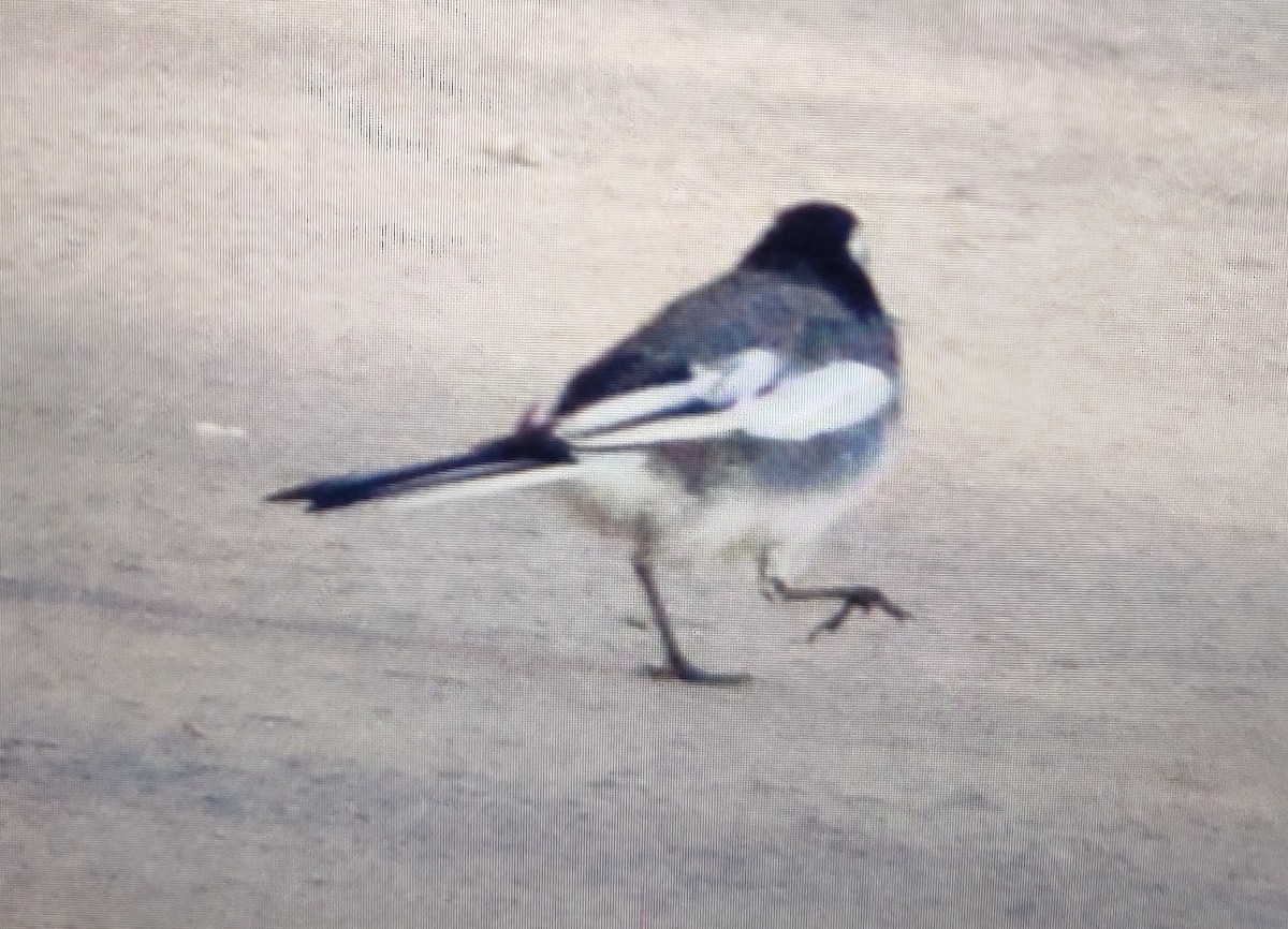 White Wagtail - ML209817841