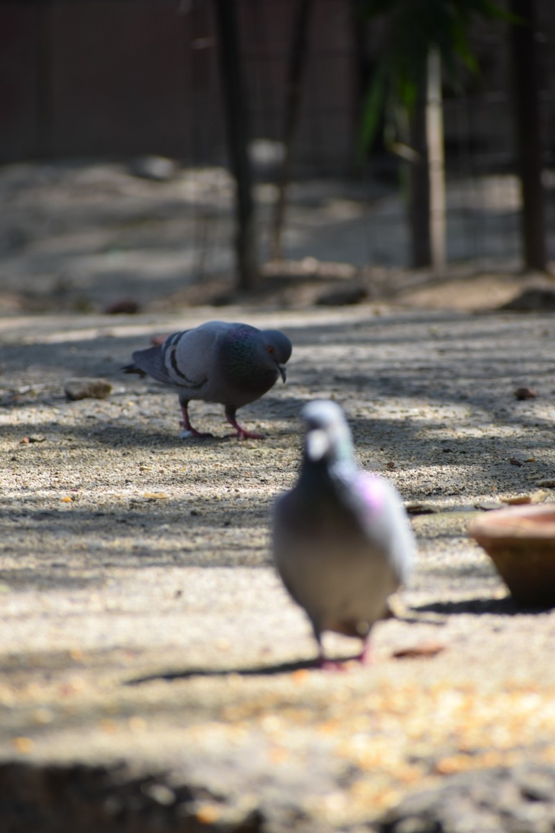 Rock Pigeon (Feral Pigeon) - Fayaz Ahmad