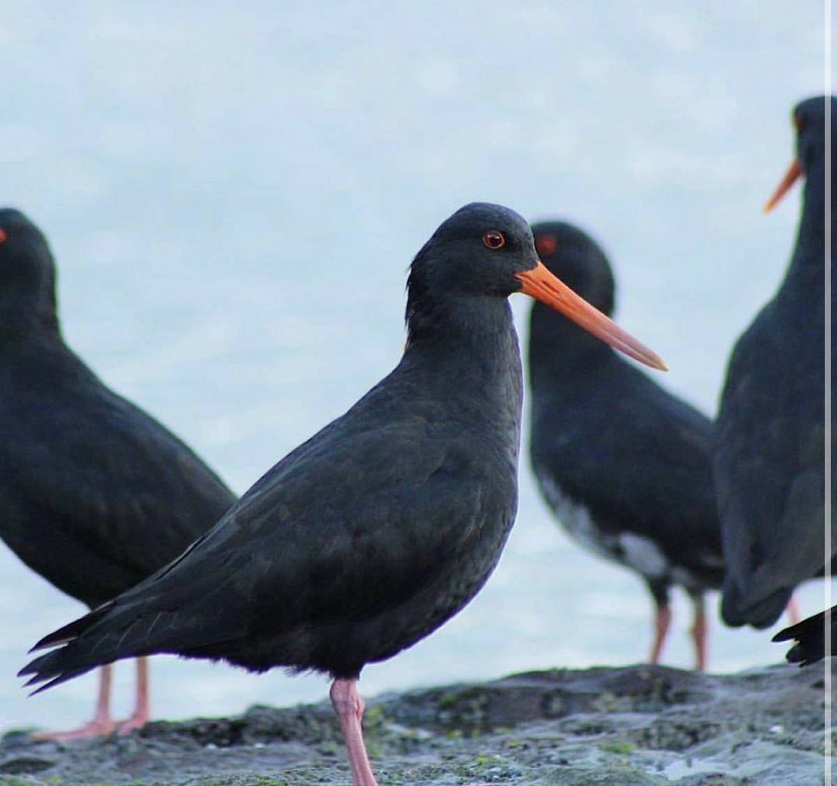 Variable Oystercatcher - ML209823471