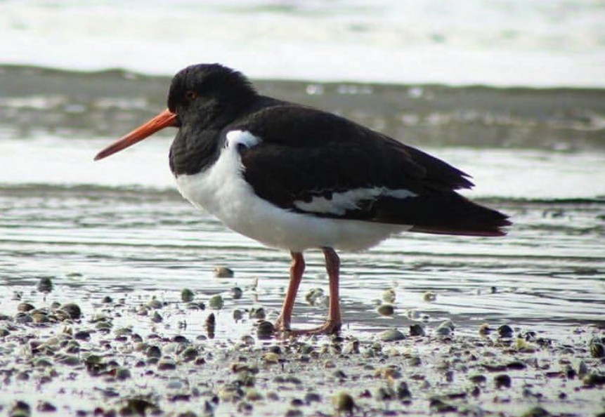 South Island Oystercatcher - ML209823491