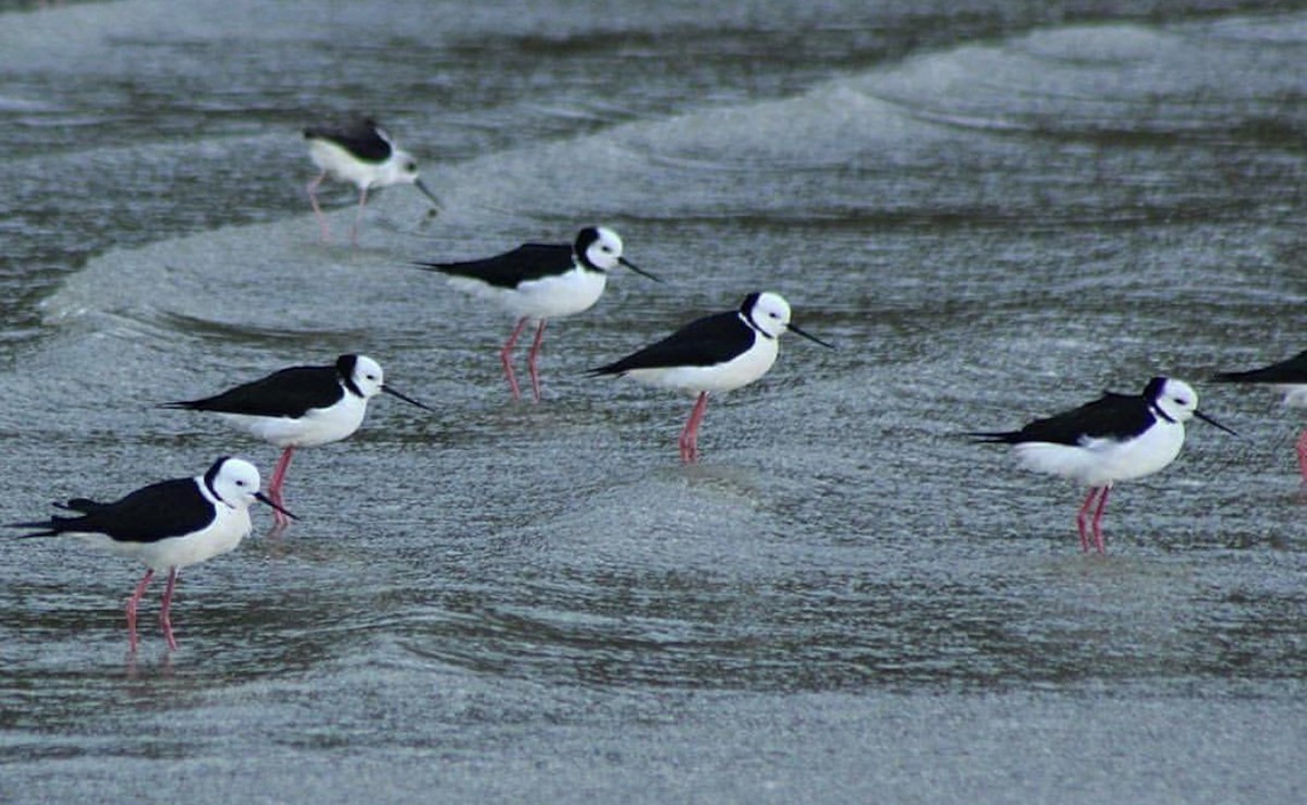 Pied Stilt - ML209823731