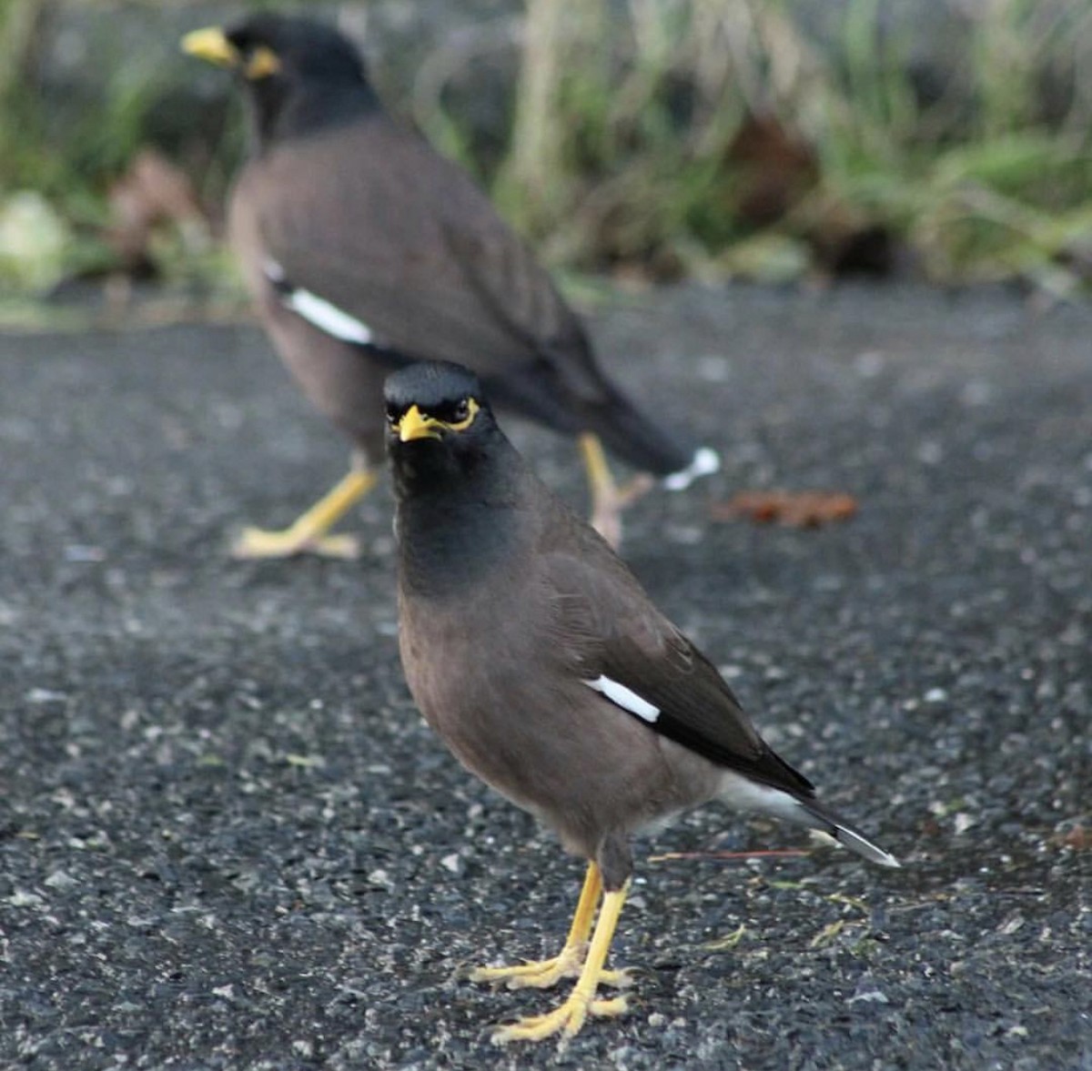 Common Myna - ML209823961