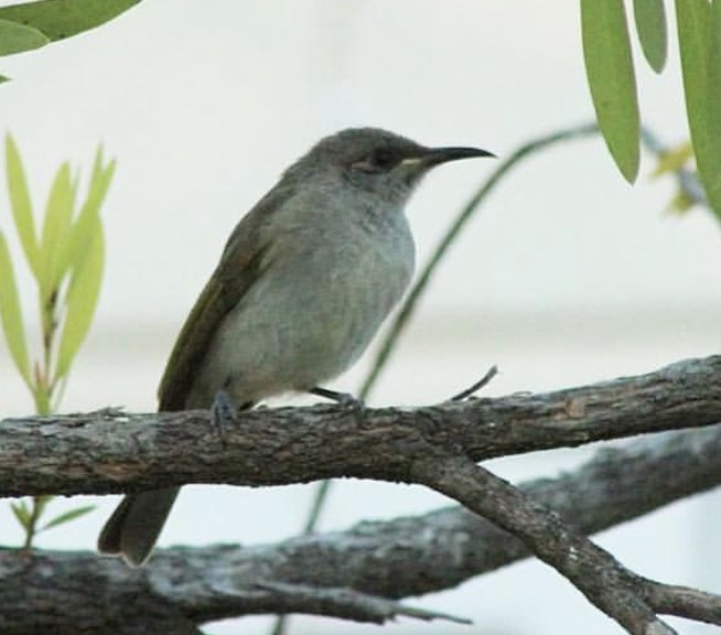 Brown Honeyeater - Zebedee Muller