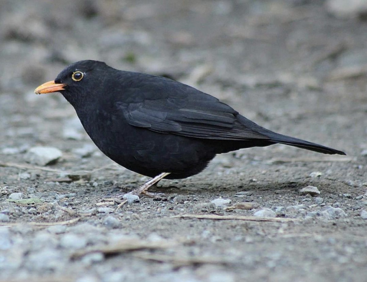 Eurasian Blackbird - Zebedee Muller