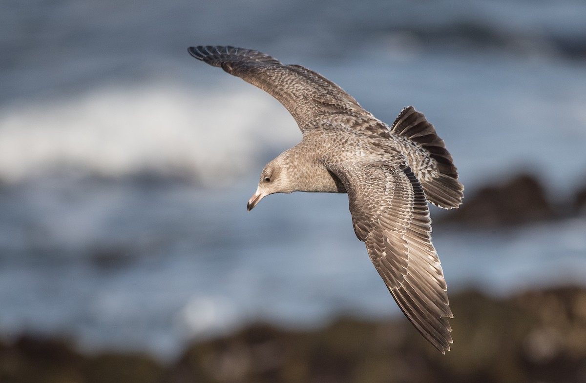 Herring Gull (American) - ML209825581