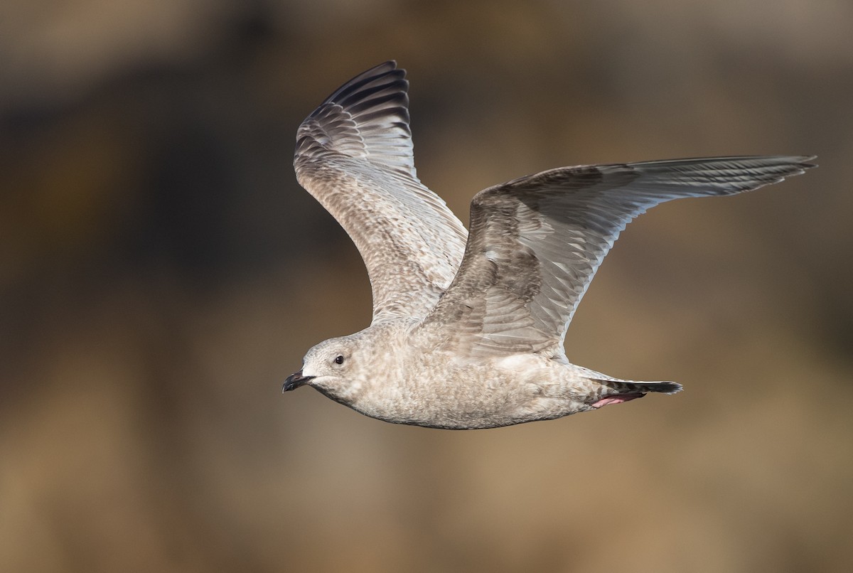 Iceland Gull (Thayer's) - ML209825591