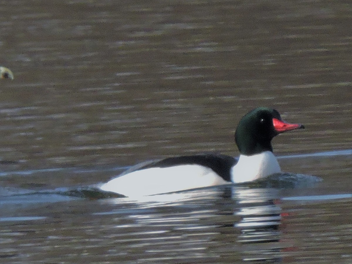 Common Merganser - ML209826651