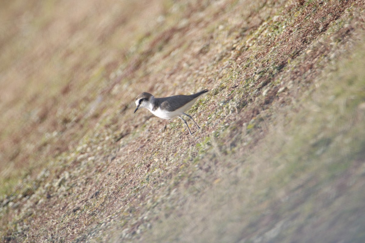 Kentish Plover - ML209827101