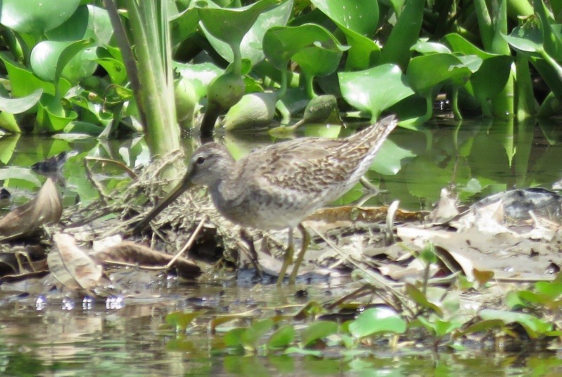 Short-billed Dowitcher - ML20982741