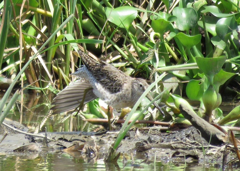 Short-billed Dowitcher - ML20982751