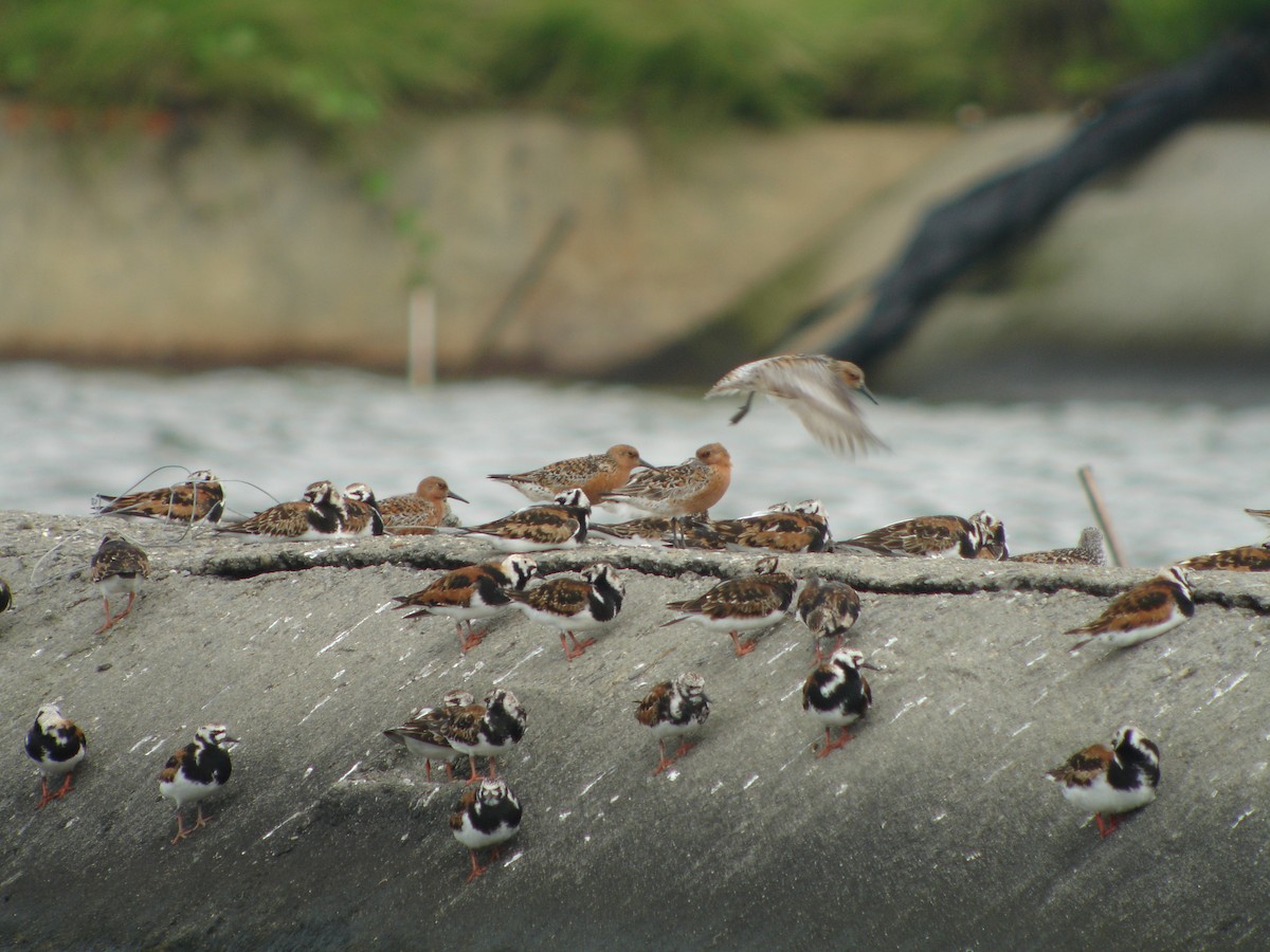 Red Knot - ML209827791