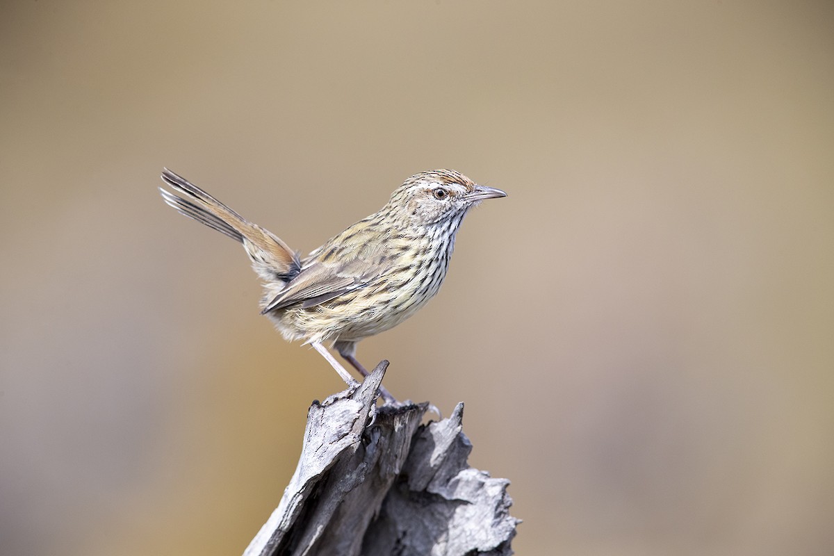 Western Fieldwren - Laurie Ross | Tracks Birding & Photography Tours