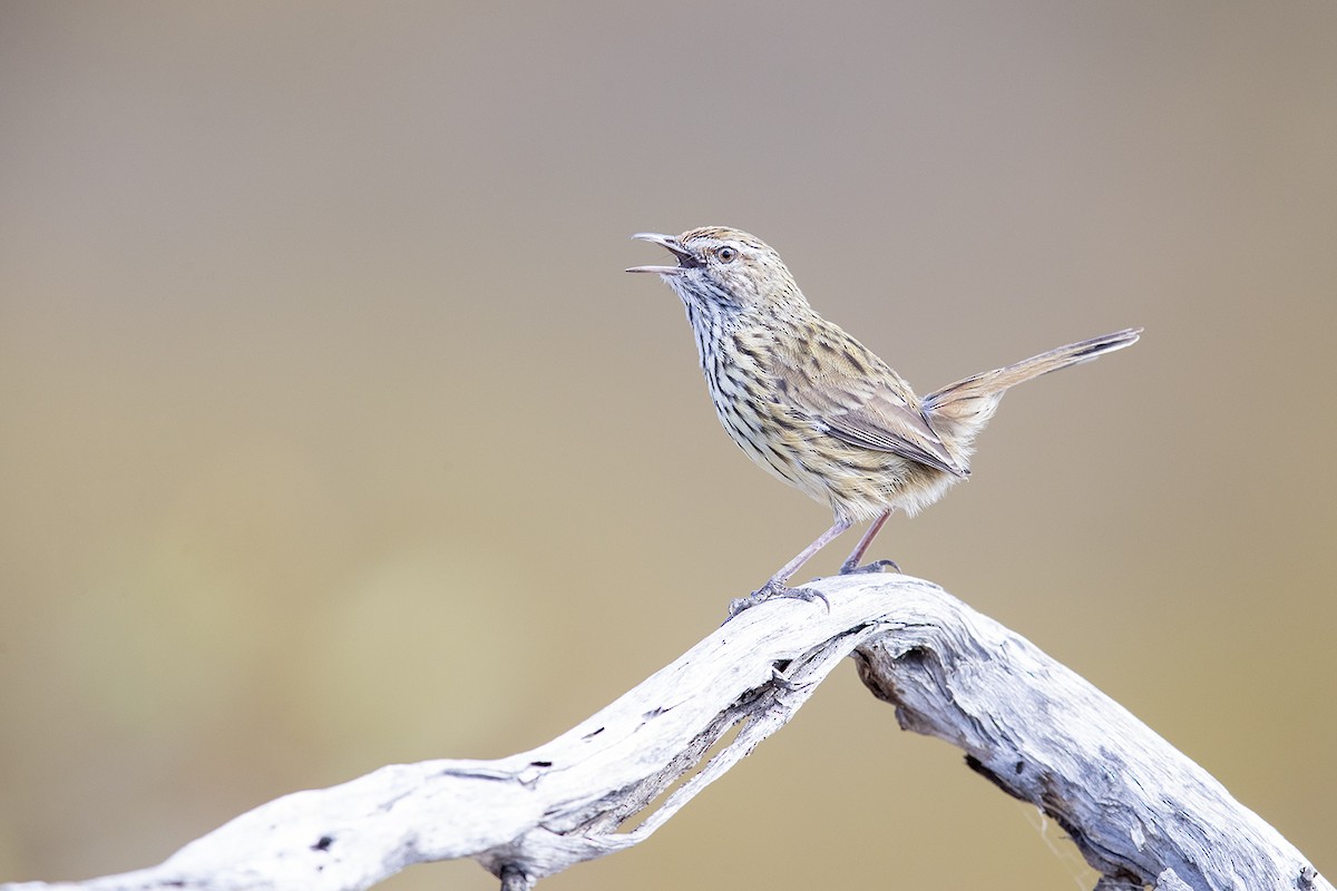 Western Fieldwren - Laurie Ross | Tracks Birding & Photography Tours