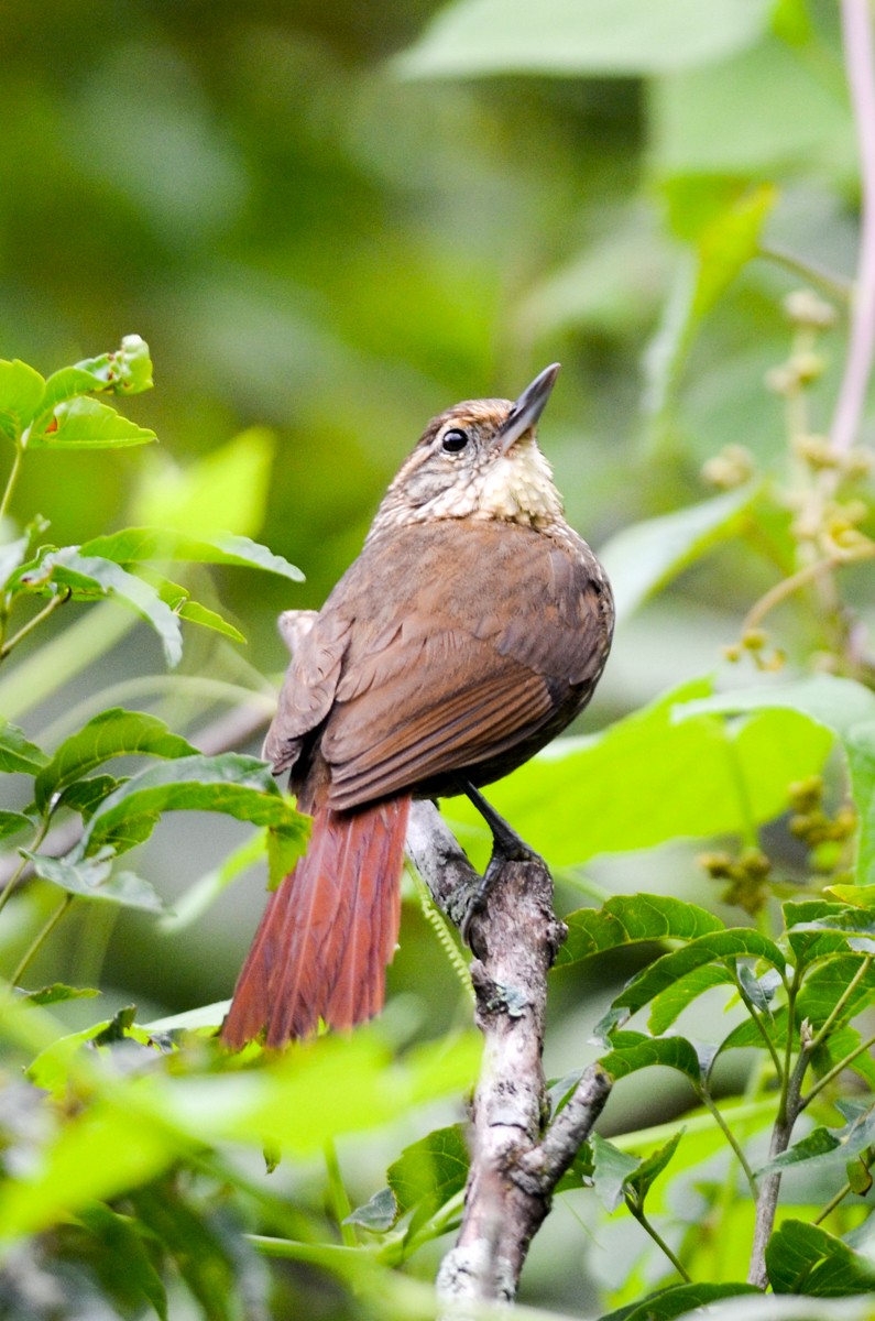 Buff-browed Foliage-gleaner - ML209830851