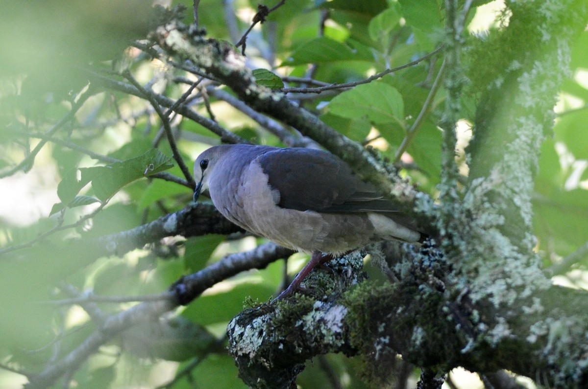 Large-tailed Dove - ML209831101