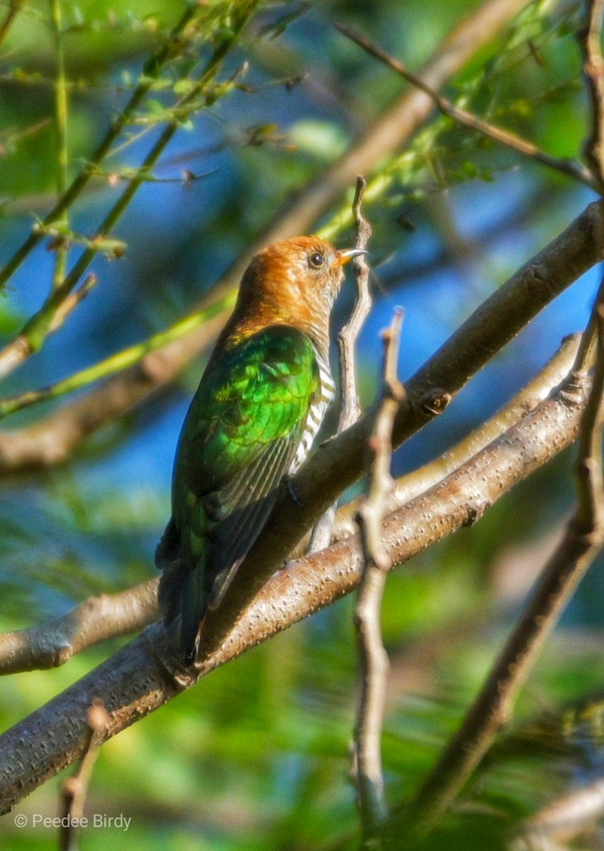 Asian Emerald Cuckoo - ML209832301
