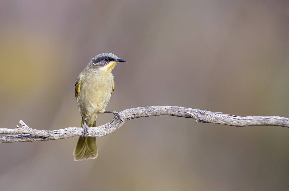 Purple-gaped Honeyeater - Laurie Ross | Tracks Birding & Photography Tours