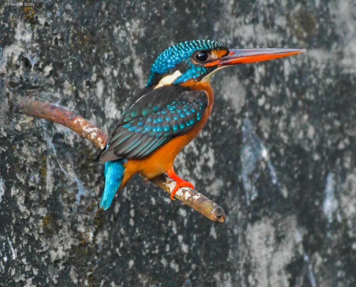 Blue-eared Kingfisher - ML209832361