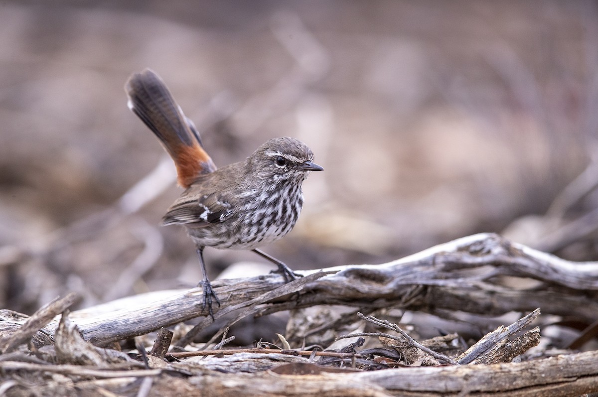 Shy Heathwren - Laurie Ross | Tracks Birding & Photography Tours