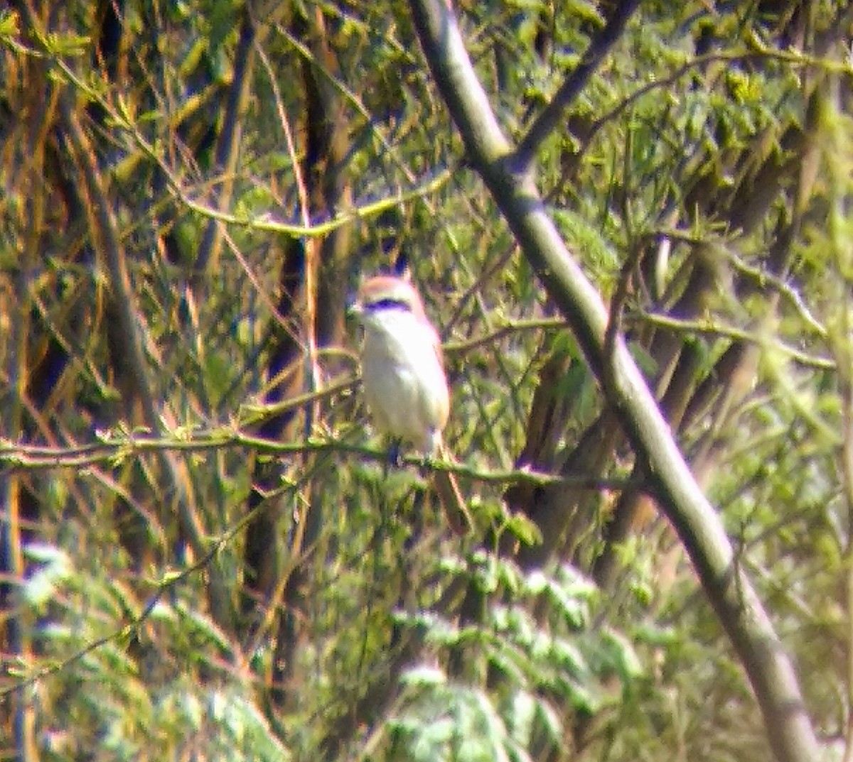 Brown Shrike - ML209833041