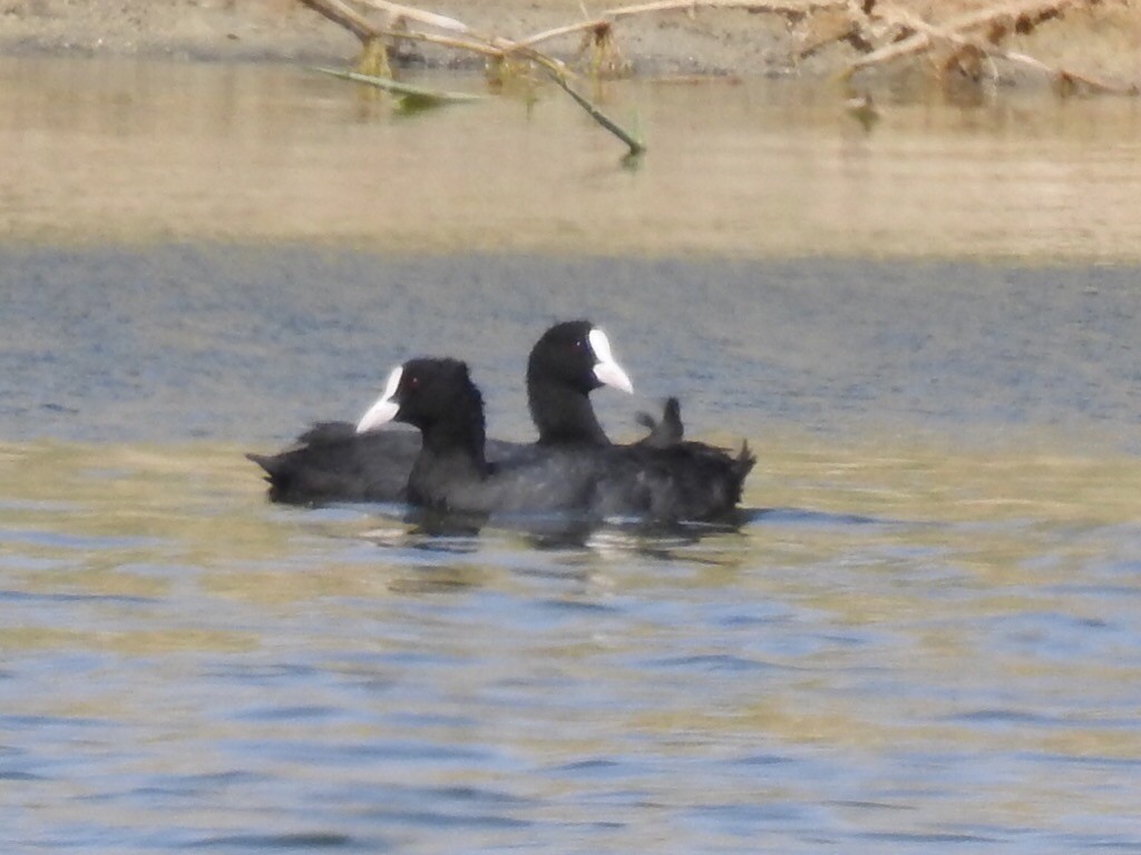 Eurasian Coot - ML20983311