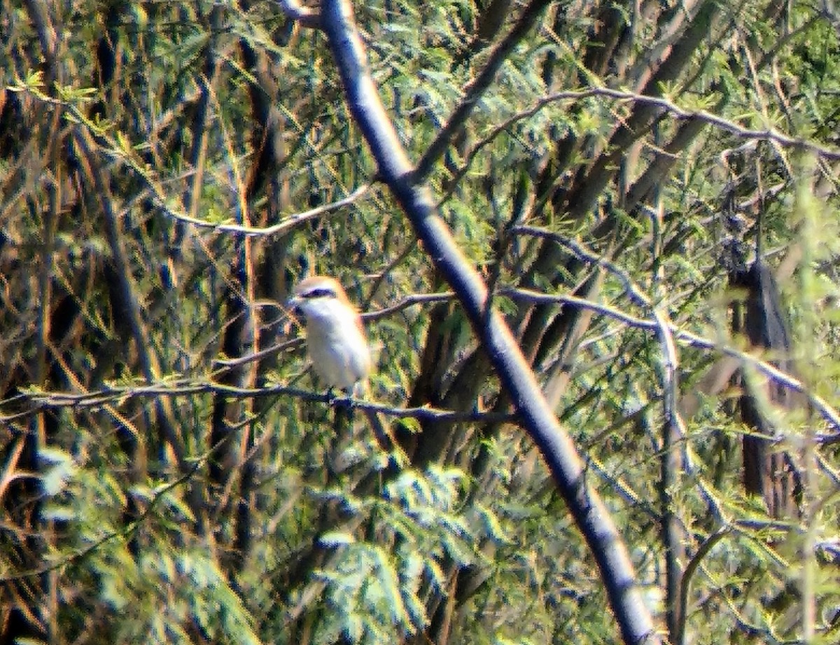 Brown Shrike - Ronith Urs