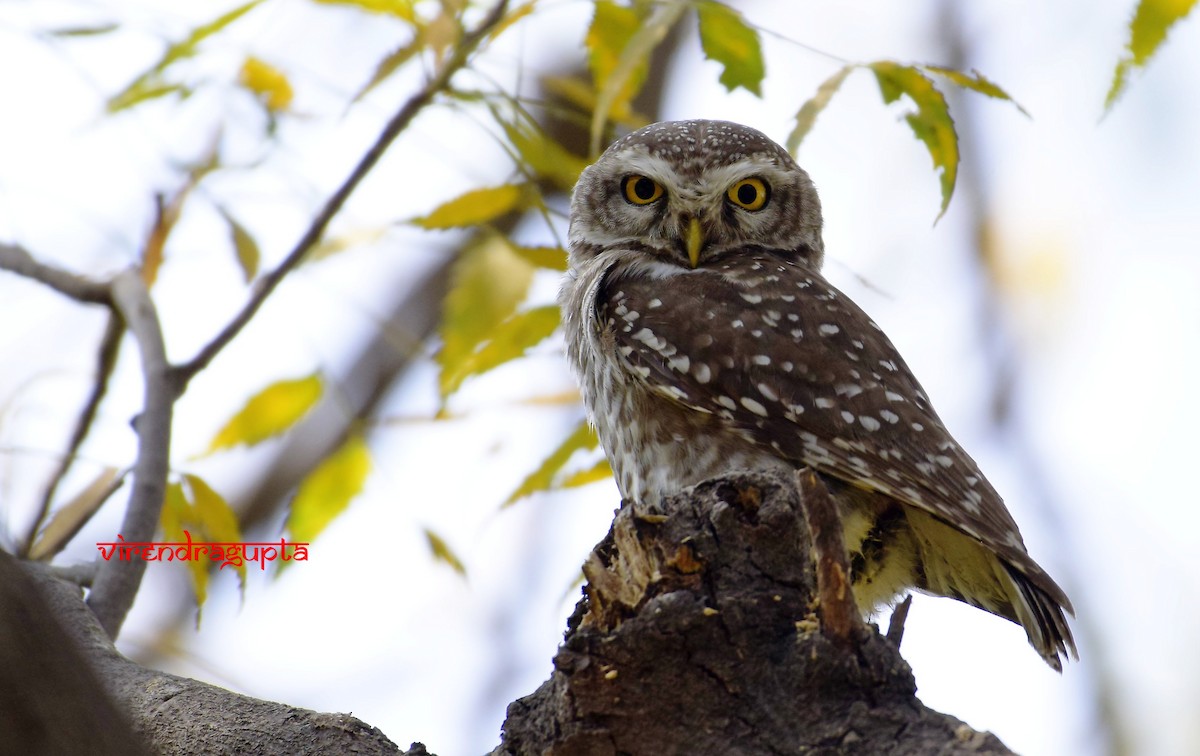 Spotted Owlet - ML209833931