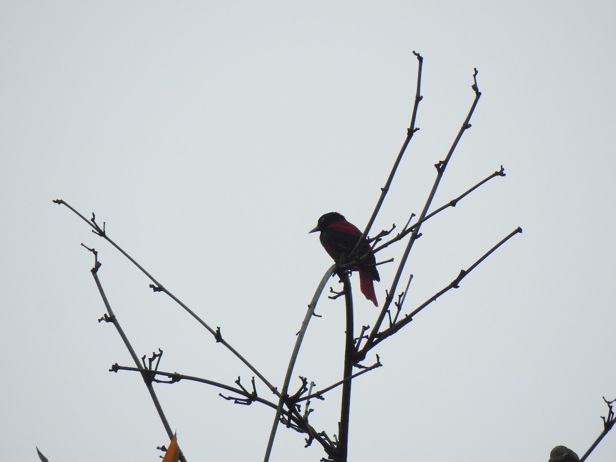 Maroon Oriole - 振芳 王