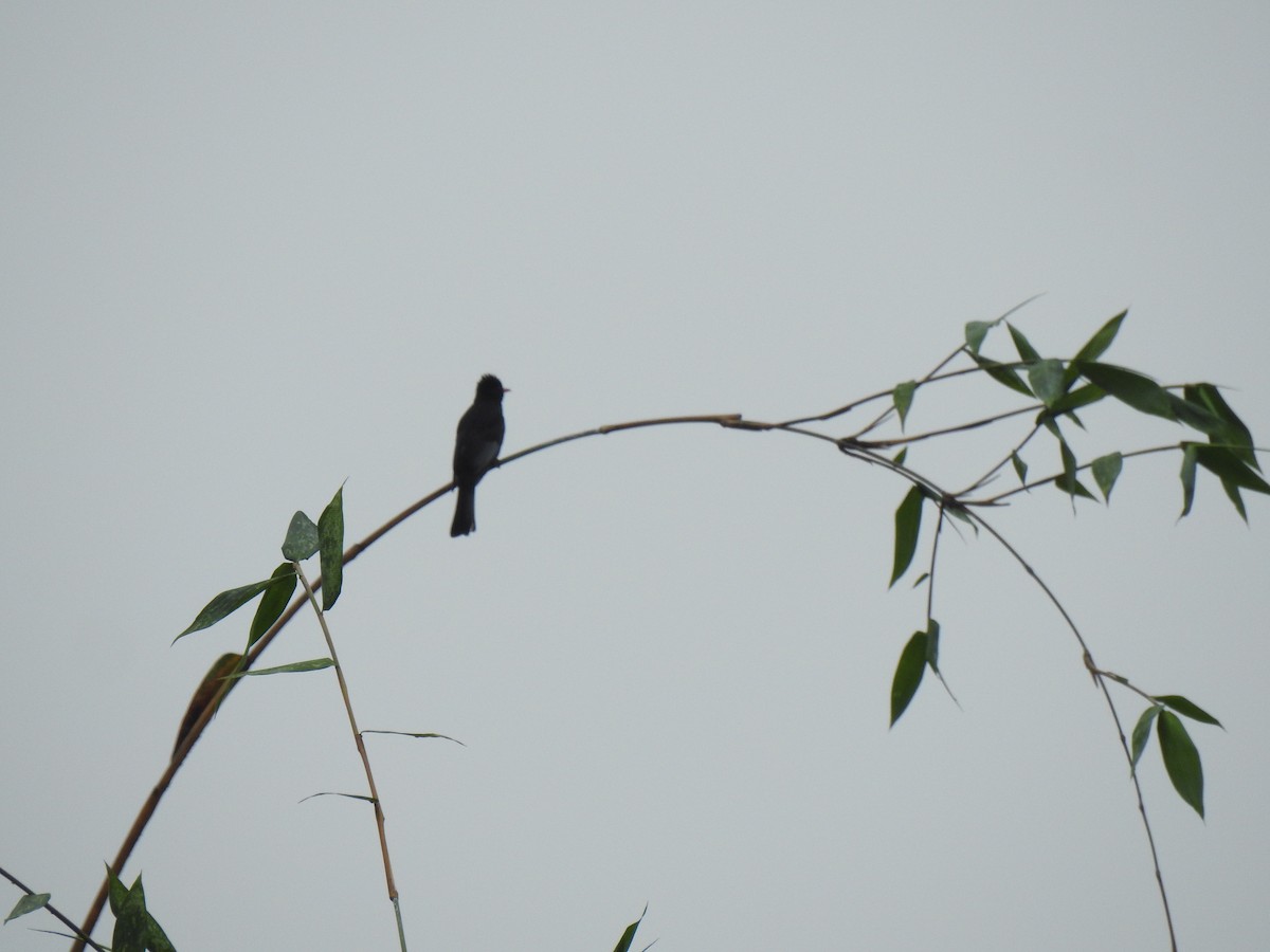 Black Bulbul (Gray-winged) - ML209834781