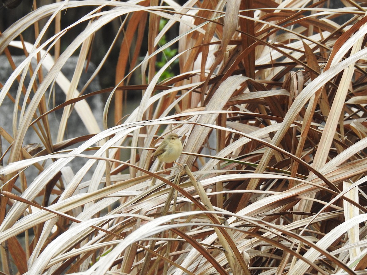 Prinia Sencilla - ML209834821