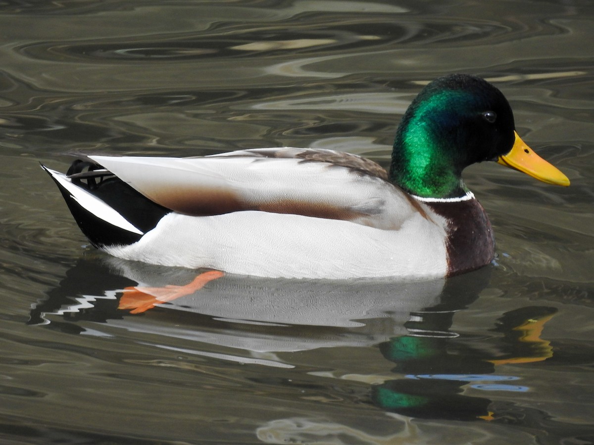 Mallard - ML209835191