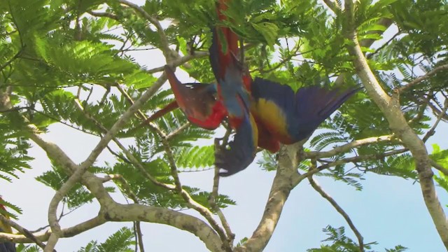 Scarlet Macaw - ML209835521