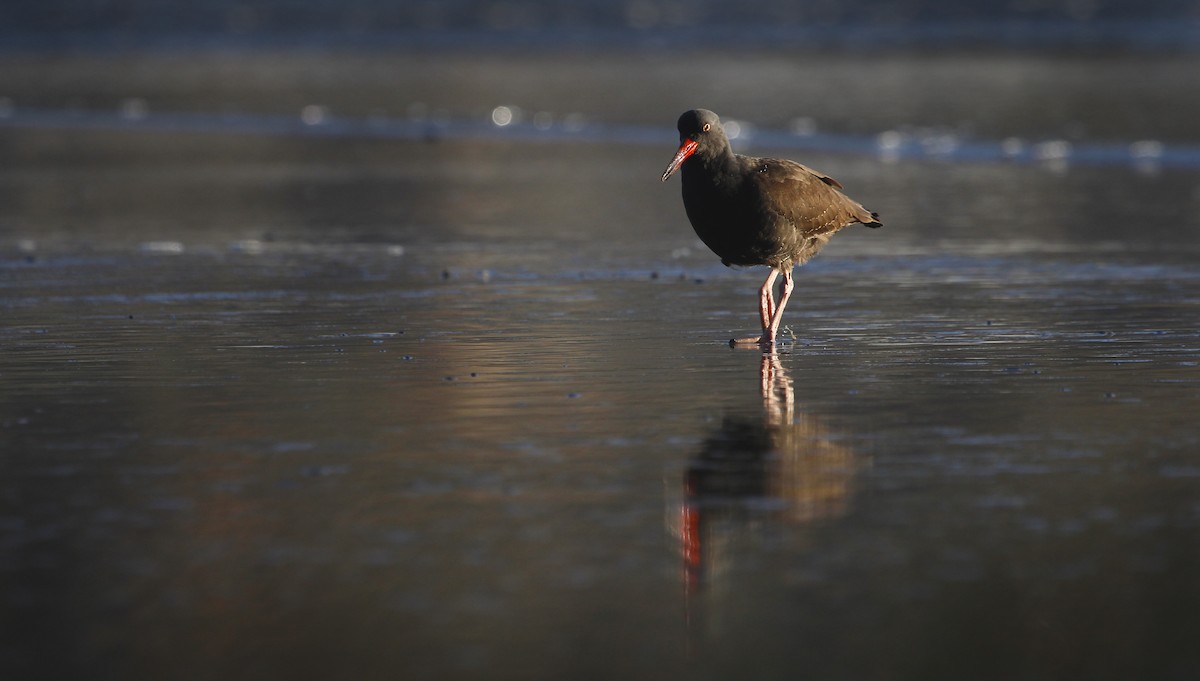 Black Oystercatcher - Sylvia Wright