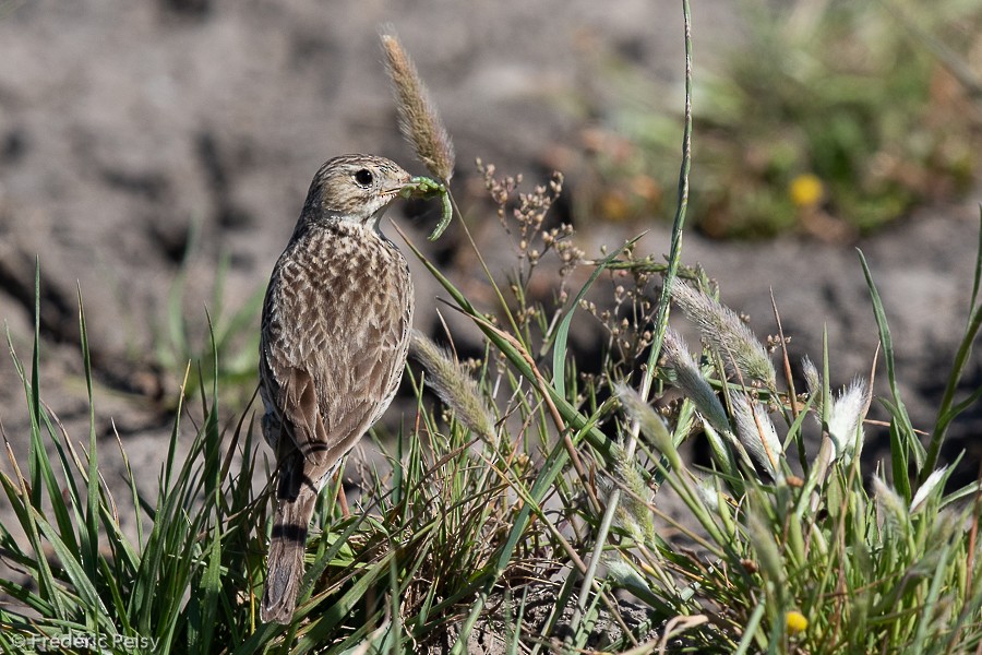 Yellowish Pipit - ML209841741