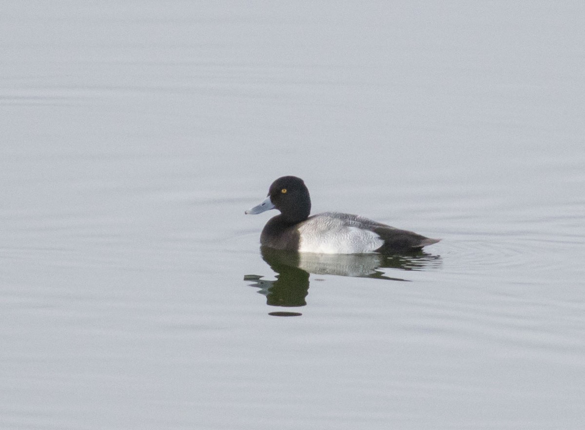 Lesser Scaup - ML20984241