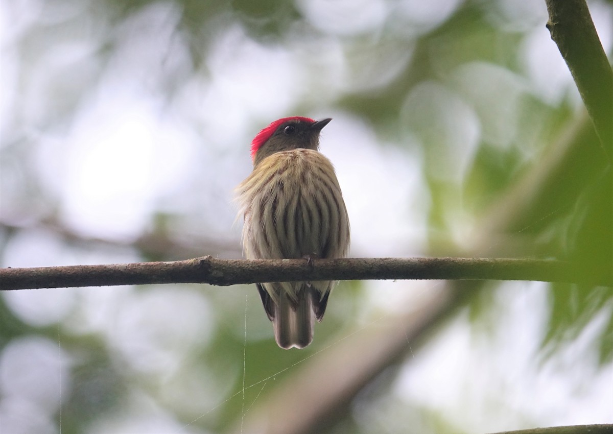 Kinglet Manakin - Ottavio Janni