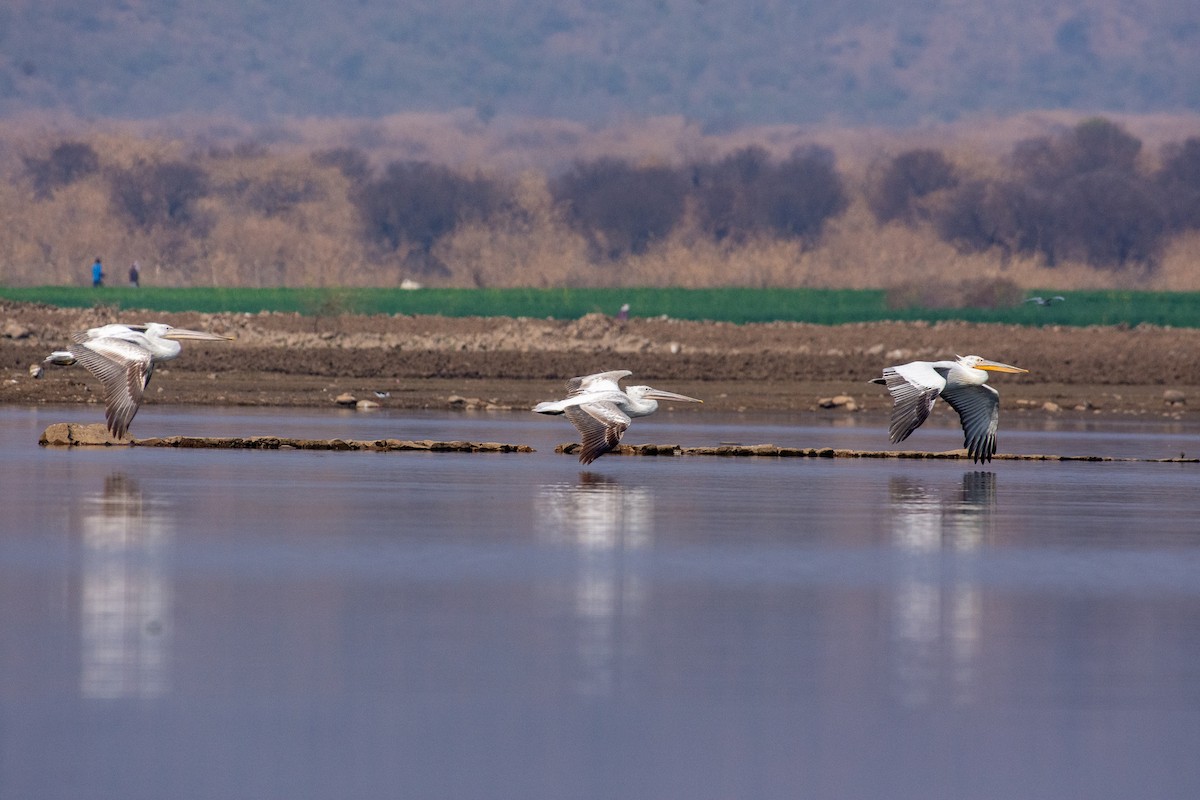 Great White Pelican - ML209844081