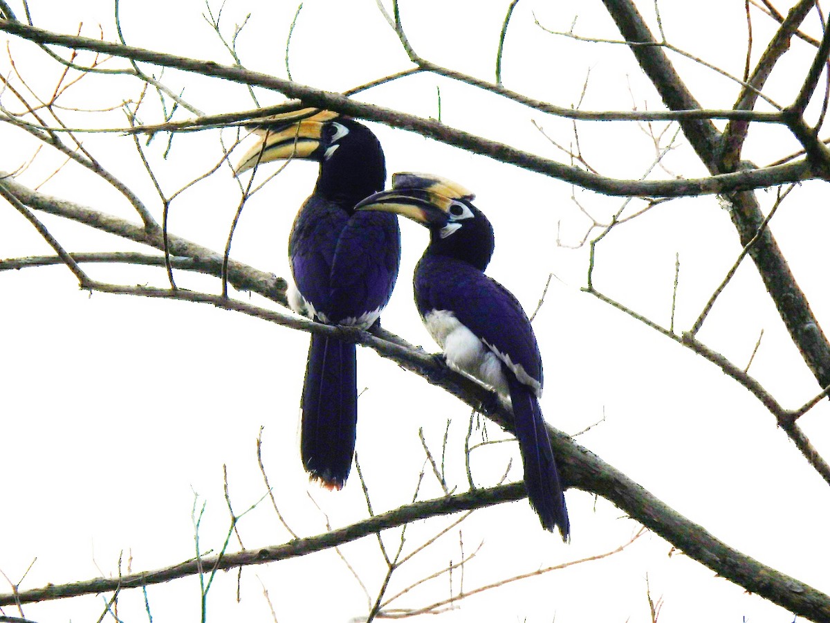 Oriental Pied-Hornbill - Abhishek Gupta