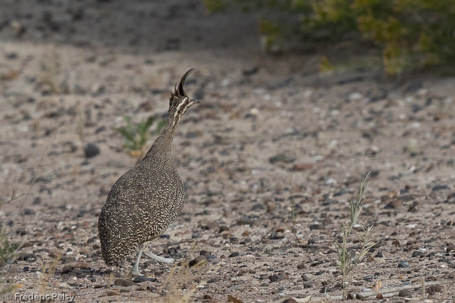 Elegant Crested-Tinamou - Frédéric PELSY