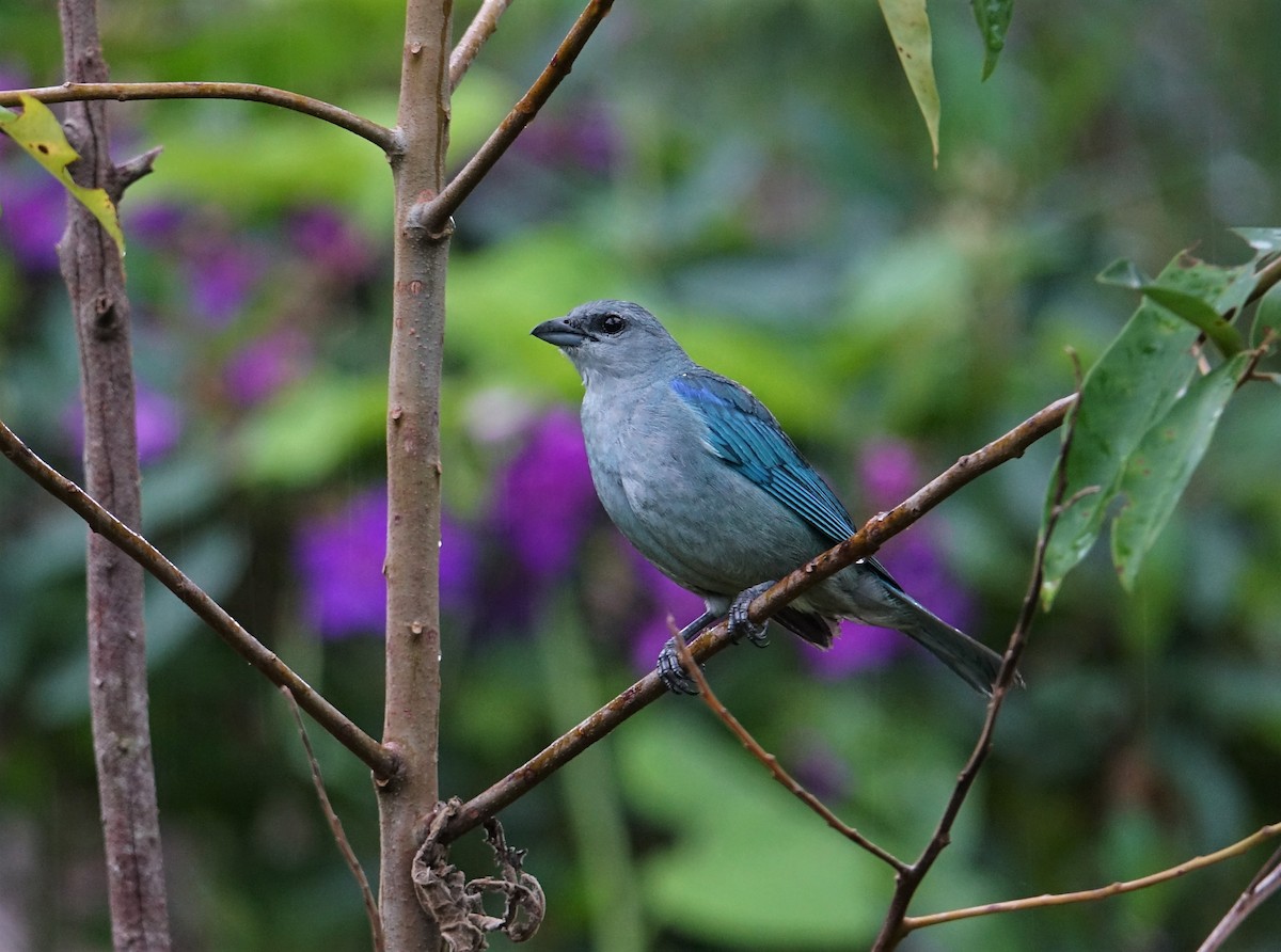 Azure-shouldered Tanager - ML209848211