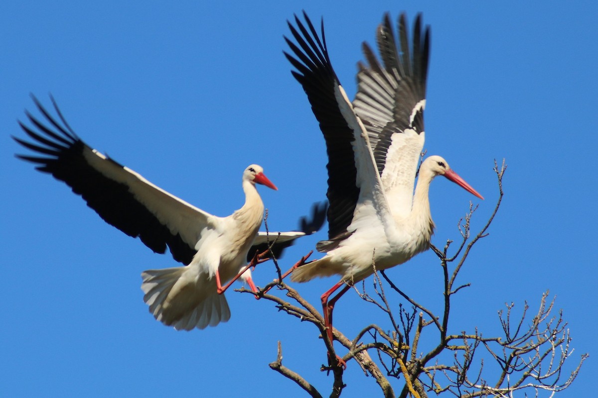 White Stork - Nuno  Fernandes