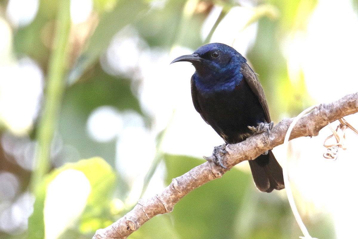 Purple Sunbird - ML209849401