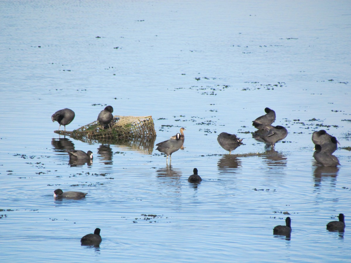 Eurasian Coot - ML209850661