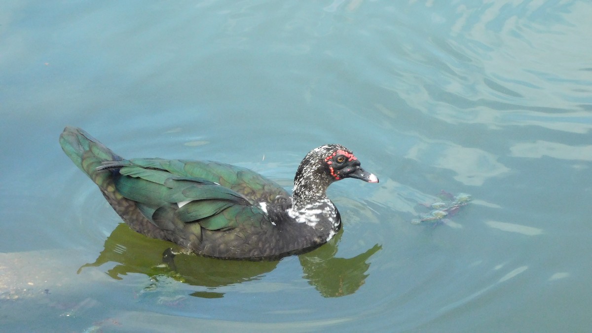 Muscovy Duck (Domestic type) - ML209851151