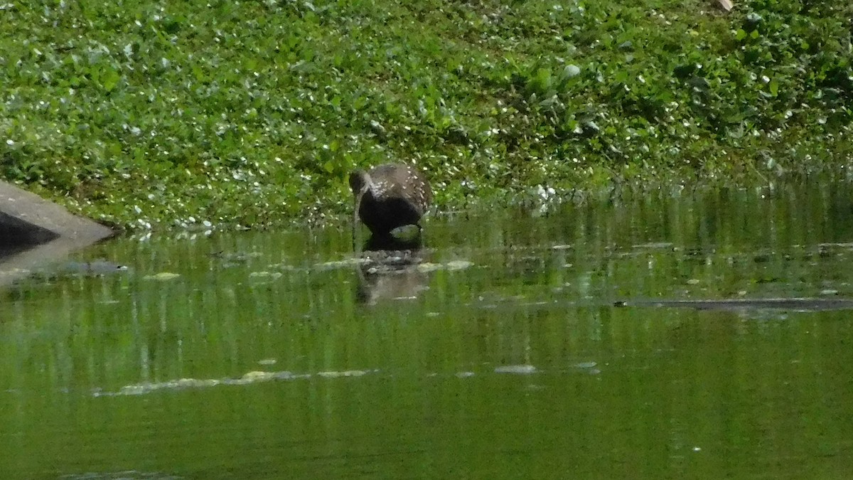 Limpkin - ML209851261