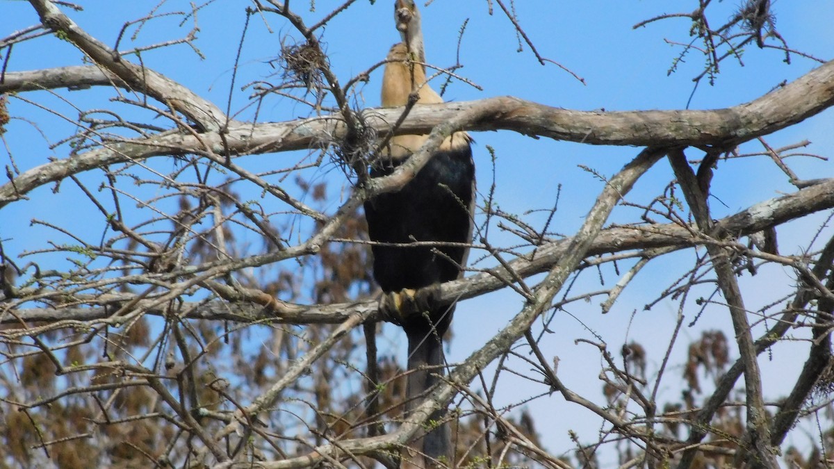 Anhinga - ML209851281