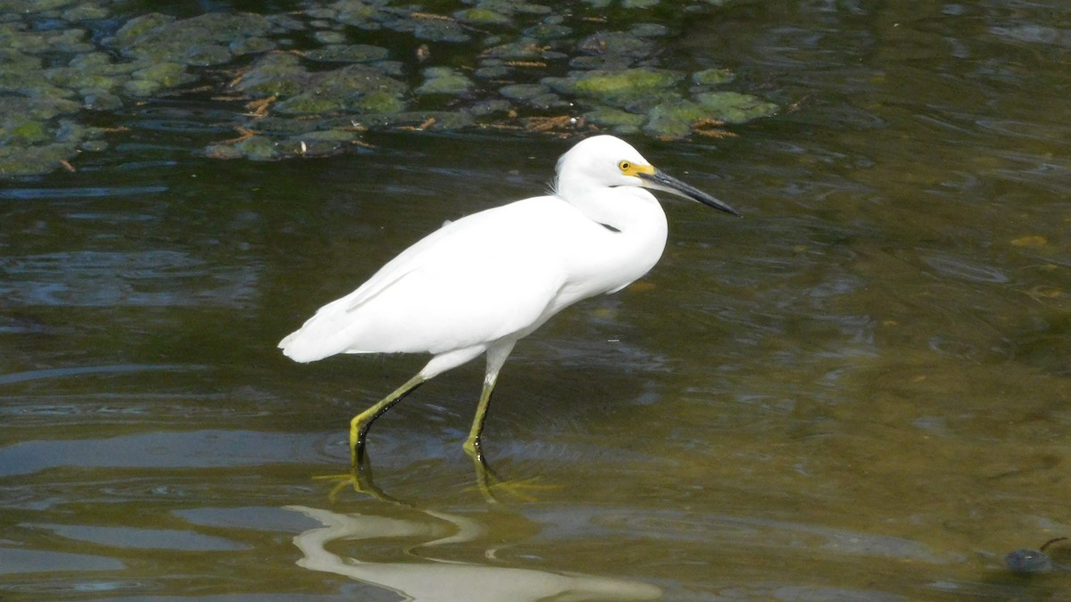 Snowy Egret - ML209851341
