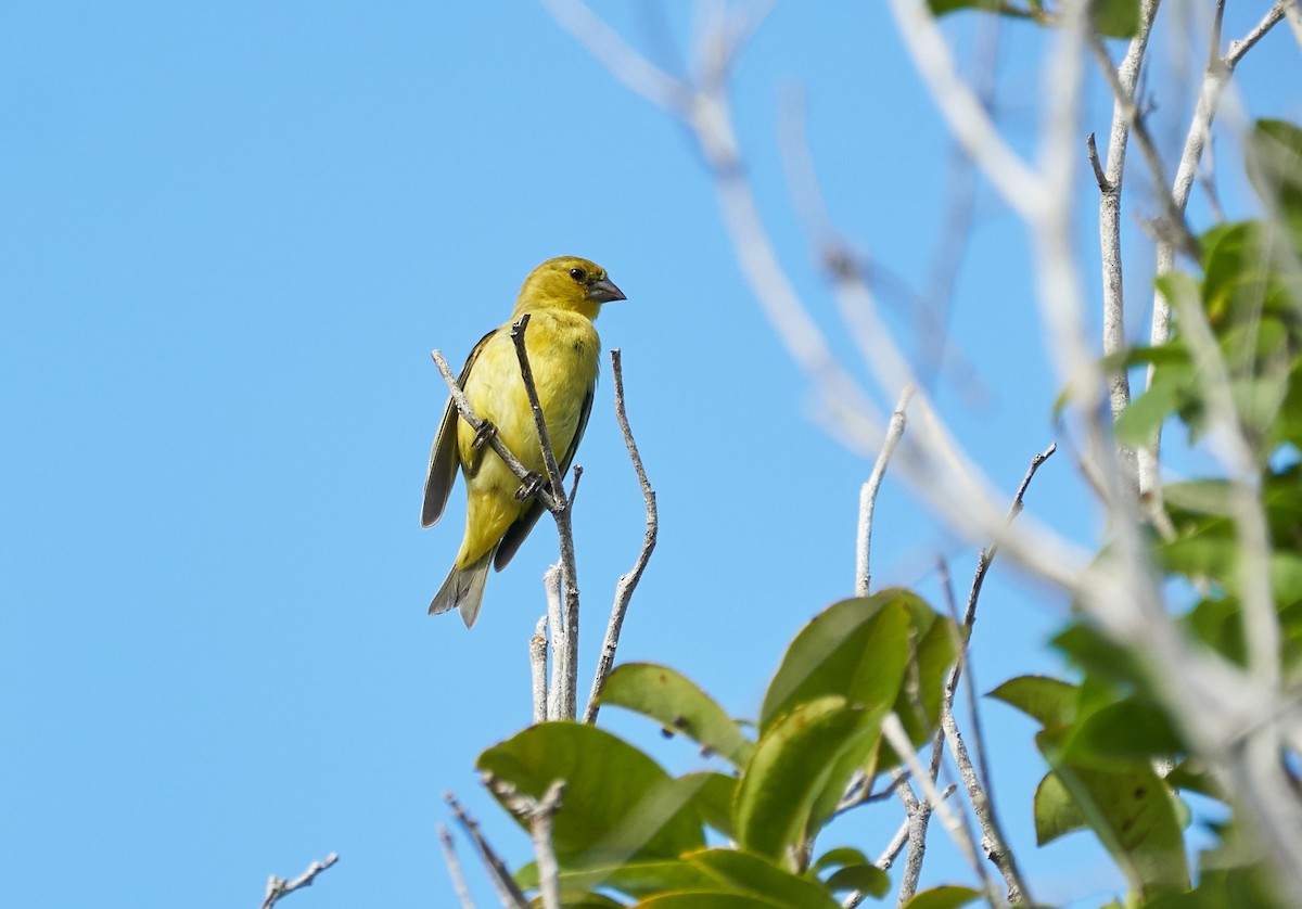 Yellow-faced Siskin - ML209852121