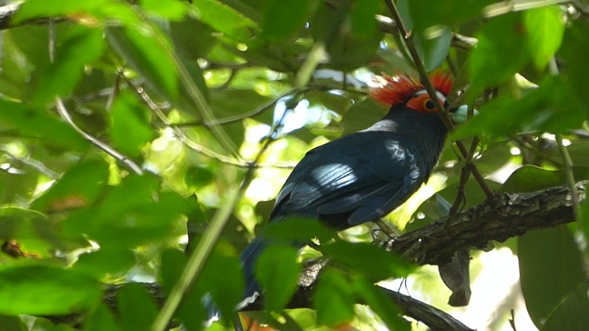 Red-crested Malkoha - ML209852301