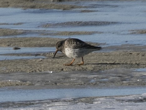 Purple Sandpiper - ML20985231